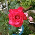 薔薇１