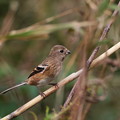今季初撮りは♀幼鳥