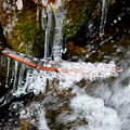 Photos: 流れる水と凍る枝