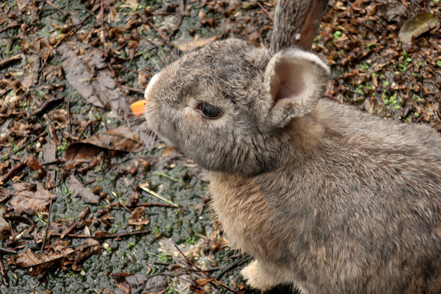 大久野島のウサギ  ニンジンを食べる