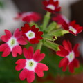 Photos: 赤い花たち