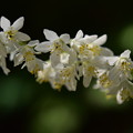 Photos: 白い花たち