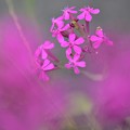 Photos: ピンクの花
