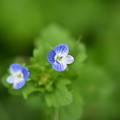 青い小さな花