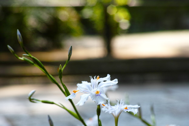 SDIM0771