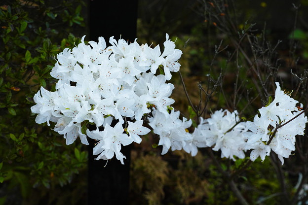 SDIM0749