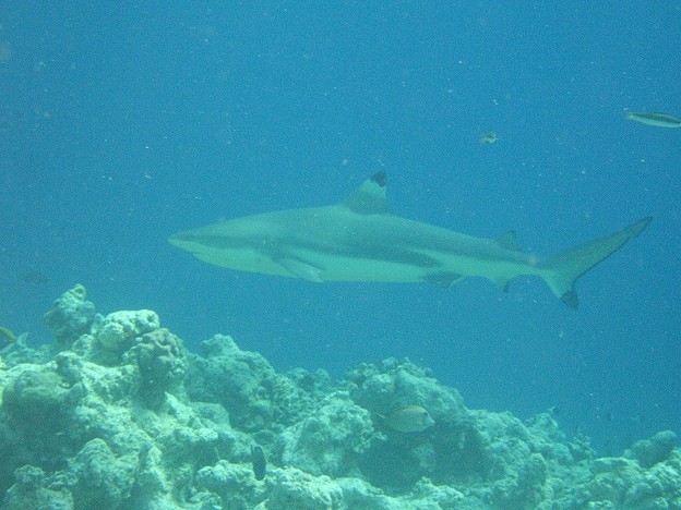シュノーケリングにて １１ ツマグロ サメ 写真共有サイト フォト蔵