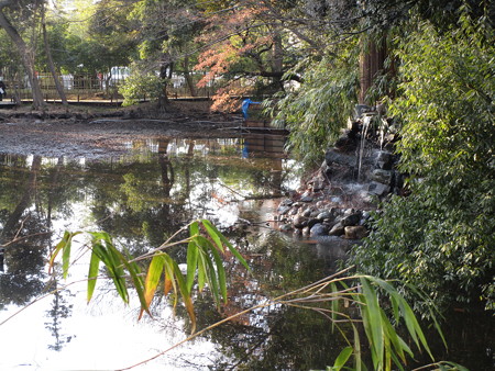 池の水が