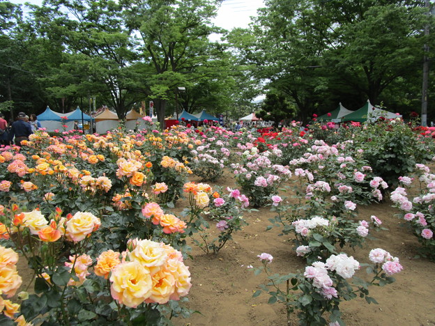 19与野公園ばらまつり 写真共有サイト フォト蔵