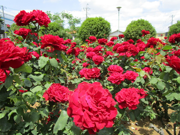 19与野公園ばらまつり 写真共有サイト フォト蔵