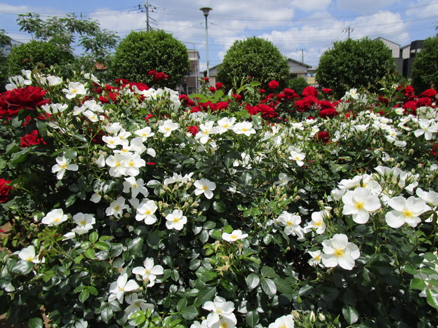 19与野公園ばらまつり 写真共有サイト フォト蔵