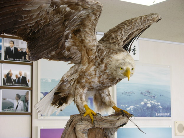 鷹 剥製 サシバ鷹 絶滅危惧種 置物
