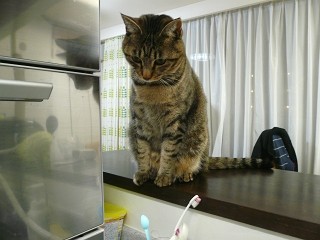 みーちゃんの晩ご飯P107098401320