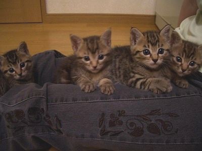 みーちゃんと兄妹達01