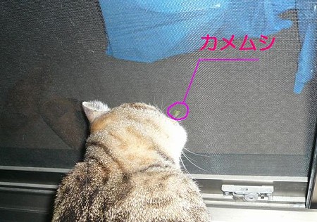 カメムシと私