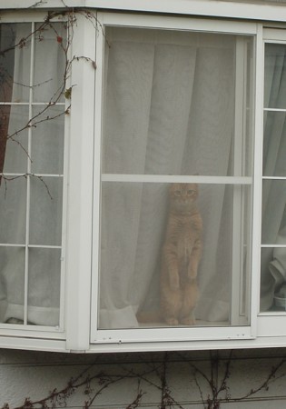 おしゃまな猫、ドルチェ