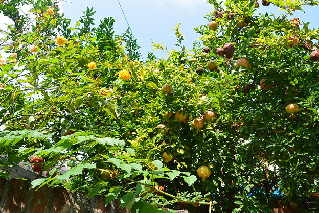 resize4597 写真: resize4597