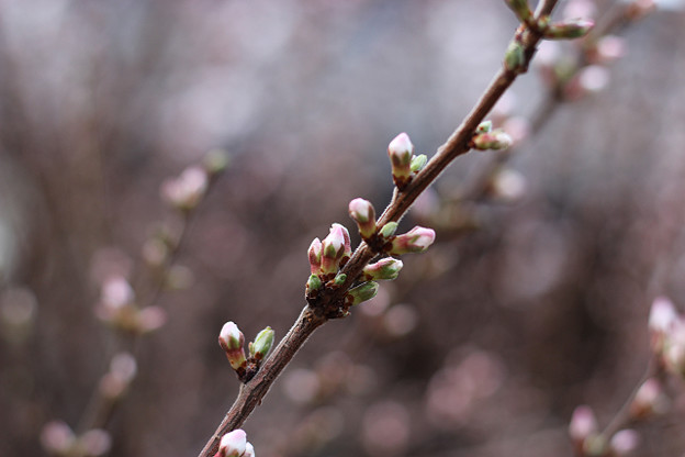 resize9130 写真: resize9130
