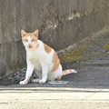 Photos: 猫