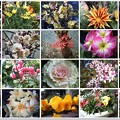 Photos: トイ de ”庭の花大集合”