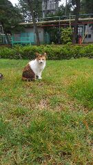 野良猫