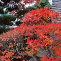 庭の紅葉