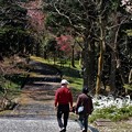 Photos: 春の道