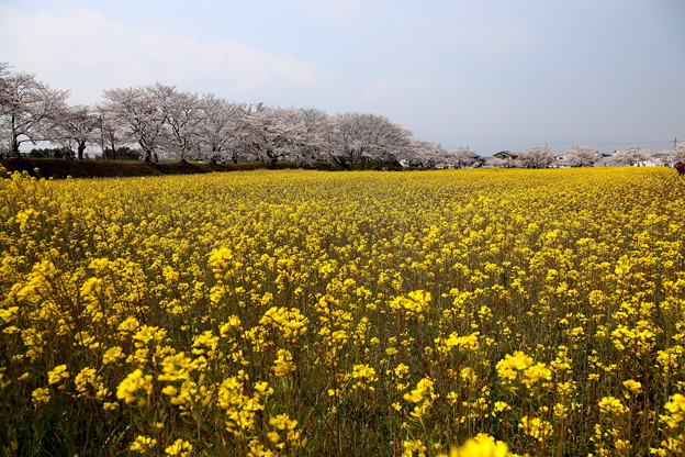 20190406 a藤原宮跡の菜の花と桜6