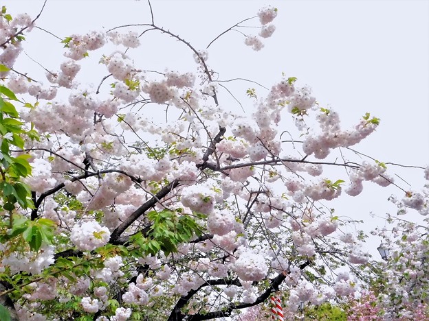 DSCN0737