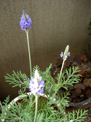 20081106_07
