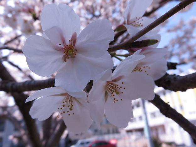 Photos: 2018 桜