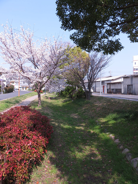 2018 桜