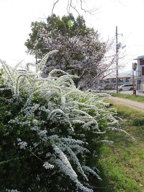 2018 桜