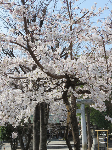 2018 桜
