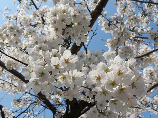 2018 桜