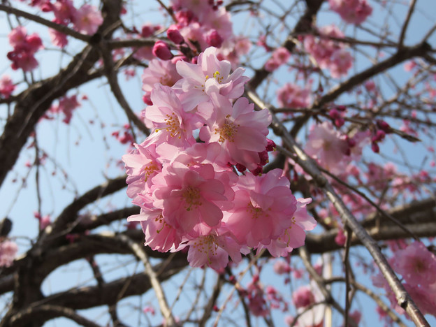 2018 桜