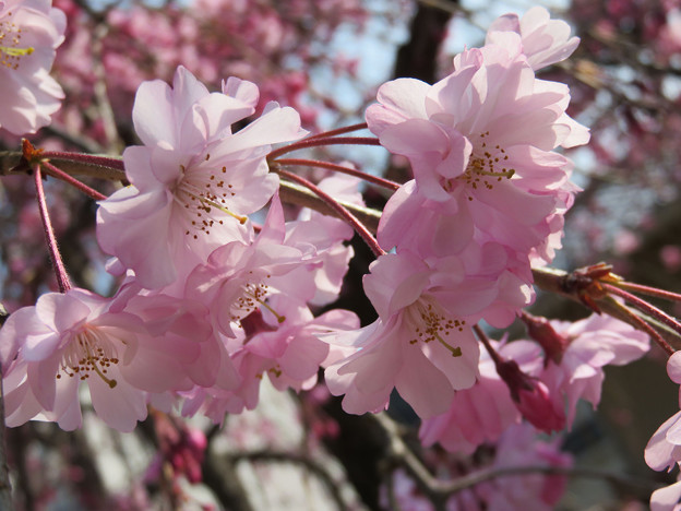 2018 桜
