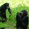 Photos: チンパンジー