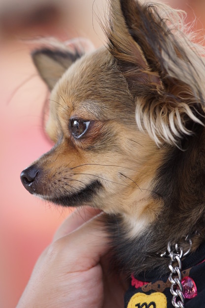 犬