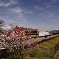 春の赤レンガ倉庫