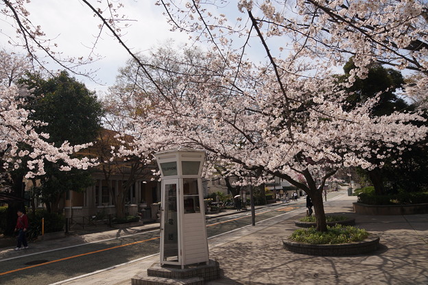 桜と電話ボックス