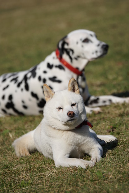 犬