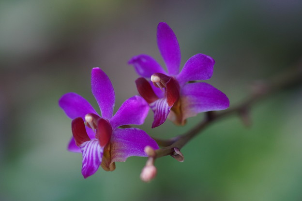 蘭の花