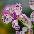 蘭の花