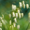 Photos: 小判草