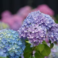 Photos: 紫陽花の花々
