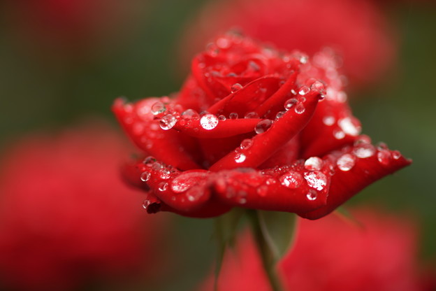 薔薇