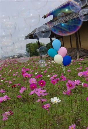 IMGP5004_1108