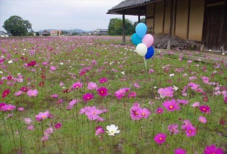 IMGP5088_1108