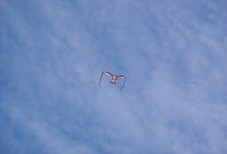 IMGP9841_1207